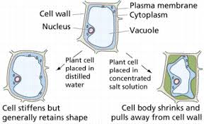 How Different Solutions Affect Plant Cells Cell Transport Hypotonic Hypertonic Isotonic Secondary Science Classroom Biology Classroom Secondary Science