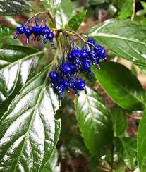 Image result for Hyparrhenia dichroa