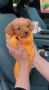 Pin Juliatops Vsco Juliatops Baby Animals Pictures Cute Puppies Cute Funny Animals