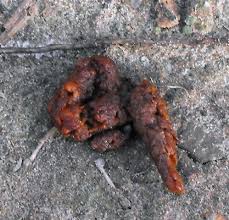 Ein wichtiges merkmal für den fuchs sind beispielsweise kirschkerne im kot. Waschbarenkot Erkennen Und Sicher Entfernen