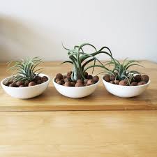 How to take care of air plants? 14 Ways To Display Air Plants Displays Mounting Glueing And Ideas For Tillandsias Marianne Annereau Perth Australia
