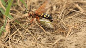 The cicada killer wasp species in new england. Geiser Cicada Killer Wasps Will Soon Emerge Outdoor Sports Nptelegraph Com