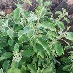 Image result for Solanum tettense