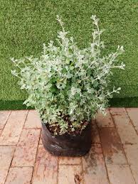 Image result for Rhagodia