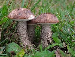 Fotografia Kozak Brezovy Leccinum Scabrum Bull Gray Stuffed Mushrooms Edible Mushrooms Mushroom Fungi