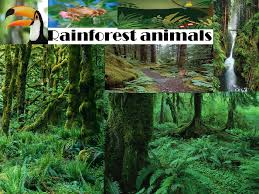 The habitat of many of the animals in south america is being destroyed at an alarming rate; Rainforest Animals Toucan Toucans Are Located In Central And South America In Tropical And Sub Tropical Rainforests Ppt Download