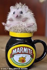 Choose from variety of small pets for sale. Rush To Buy African Pygmy Hedgehogs As Pets Alarms Animal Charities Daily Mail Online