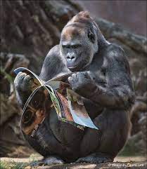 I M Being A Bit Tongue In Cheek Putting The Image Of This Gorilla Male On The Men Read Too Board Animals Animals Wild Cute Animals