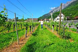 Explore vaduz holidays and discover the best time and places to visit. Zurich To Liechtenstein Day Trip Top 7 Things To Do In Vaduz The Yogi Wanderer