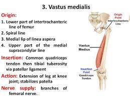 Both tendons and ligaments are dense regular connective tissue, because of its two properties: 2 Front Of The Thigh Ii