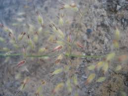 Image result for Tricholaena