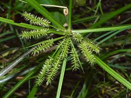 Image result for Cyperus cyperoides