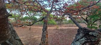 Image result for Brachystegia