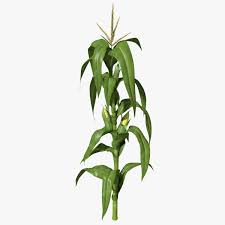 Corn Stalk Max 3d Model Corn Plant Plants Corn Stalks