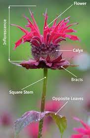 Pin On Plant Family Board