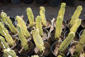 Image result for Euphorbia candelabrum