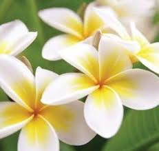 Frangipani Plumeria Flowers Tropical Flowers Plumeria