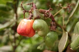 Image result for Anacardium occidentale