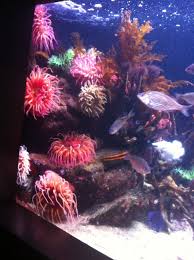 Cold Water Reef Tank Saltwater Aquarium Reef Tank Dream Tank