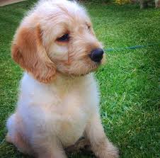 Labradoodle in dogs & puppies for sale. Labradoodle Puppies For Sale Sydney Dogs Puppies Pets Please