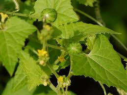 Image result for Cucumis maderaspatanus