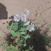 Image result for Nidorella welwitschii