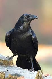 Pin Von C A Raaven Auf Raven Corbeau Raben Amsel Krahe Rabe