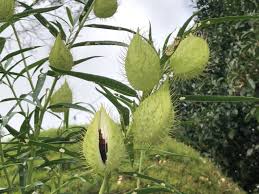 Image result for Gomphocarpus fruticosus