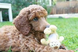 While this is very true, i still recommend seeking out a skilled trainer and setting aside time to train you pup especially when. Goldendoodle Haircuts Goldendoodle Hairstyles For Your Doodle Dog