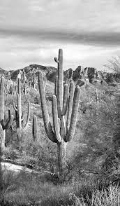 Portrait Size Black And White Saguaro Desert Scene Photo Etsy Cactus Photography Photography Wall Art Black And White Picture Wall