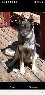 Here are some from nearby areas. German Shepherds Of Colorado Springs Home Facebook