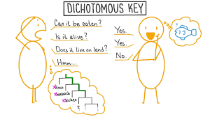 Keys consist of a series of either or choices that lead the user to the correct name of a given item. Lesson Video Dichotomous Keys Nagwa