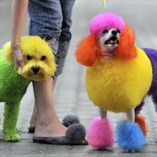 Getty images/courtesy of the vendor/blanchi costela. How To Dye A Dog S Hair At Home Using Kool Aid Pethelpful