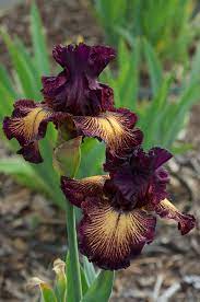 Iris Drama Queen By Eric Hunt Iris Flowers Beautiful Flowers Iris Garden