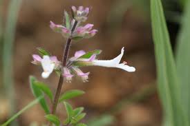 Image result for Syncolostemon bracteosus