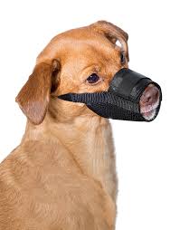 Sporting dog training, tracking, and hunting information to get the most out of your next hunt. Premier Pet Dog Muzzle For Medium Dogs Padded Nylon For Safe Comfortable Fit Allows Panting Stops Biting Nipping And Barking Adjustable At Neck And Snout Walmart Com Walmart Com
