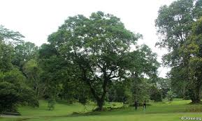 Saga Pohon