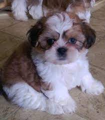 Renee s teddy bear puppies for. Teddy Bear Puppies Wisconsin Dells