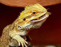 How Many Mealworms To Feed A Bearded Dragon Reptile Point