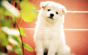 Indir Duvar Kagidi Samoyed Kopek 4k Kopek Sevimli Hayvanlar Beyaz Kopek Yavrusu Evcil Hayvan Samoyed Cute White Puppies Spitz Puppy Dogs