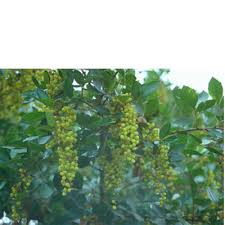 Image result for Searsia pyroides