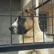 Gonderen Mert Can Ozclk Turk Coban Kopeklerii Turkcobankopeklerii Kangal Malakli Karabas Akbas Alabai Kangaldog Kangal Dog Dog Exercise Big Dogs
