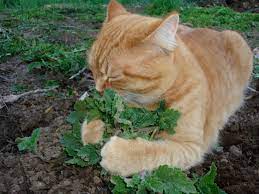 My Catnip Mine Cats Cat Love Animal Pictures