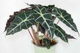 Maybe you would like to learn more about one of these? Alokasie Alocasia Sanderiana