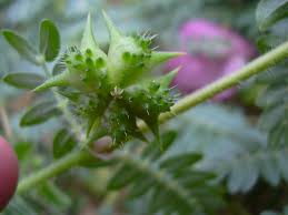 Image result for Tribulus excrucians