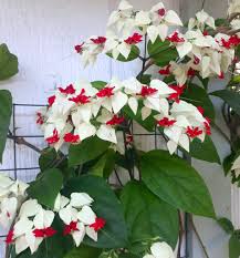 Image result for Clerodendrum thomsoniae