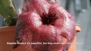 Sometimes this means smelling very bad to keep. The Worst Smelling Flower In The World Smells Like Rotting Corpse Youtube