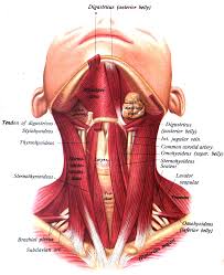 We did not find results for: Sobotta 1909 Fig 255 Neck Muscles English Labels Anatomytool