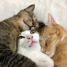 Highest rated) finding avatars infinite scroll pagination newest highest rated most viewed most favorited all avatars gif avatars jpg avatars. Cat Surrounded By Cats Blank Template Imgflip