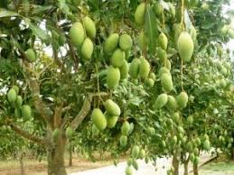 Pokok bidara ini saya beli di pasar tani. 9 Cara Menanam Mangga Dengan Biji Agar Cepat Berbuah Ilmubudidaya Com